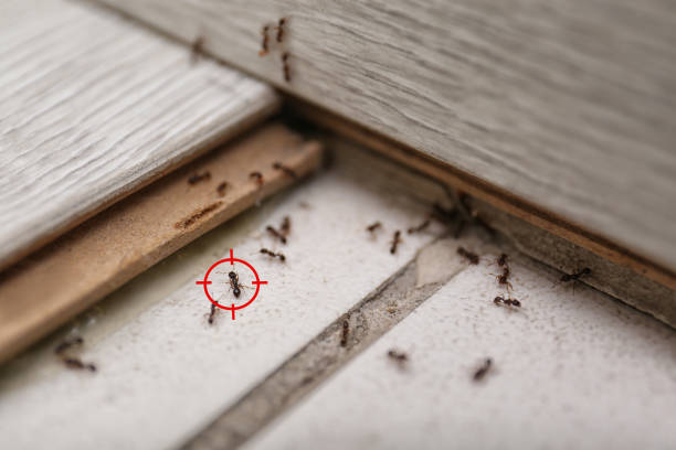 Best Cockroach Control Services  in Ruckersville, VA