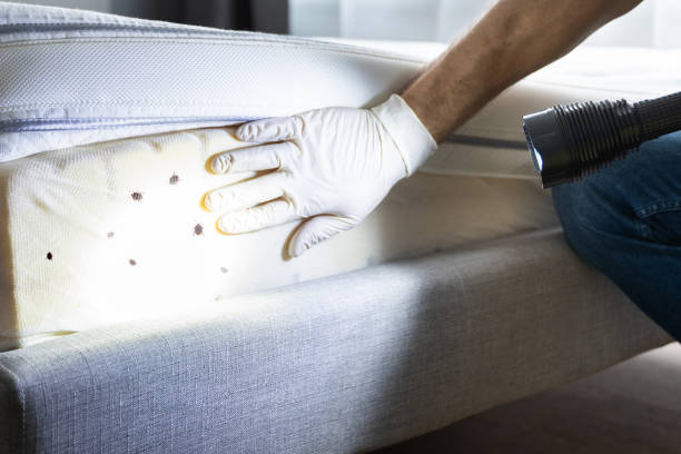 Best Rat Extermination Near Me  in Ruckersville, VA